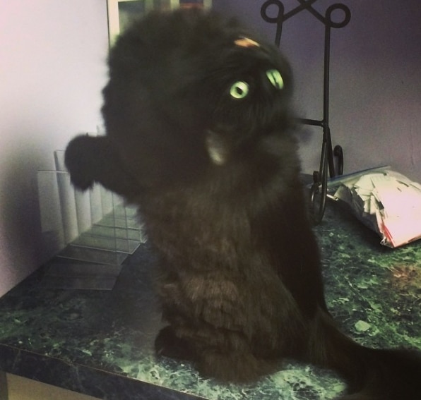пушистая черная кошка с зелеными глазами