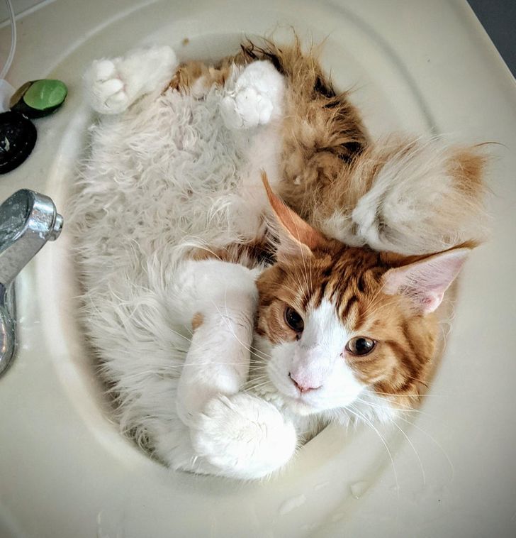 бело-рыжий кот лежит в раковине