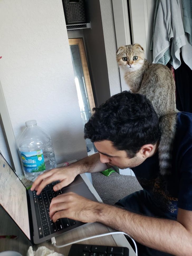 кошка сидит на спине у парня за компьютером
