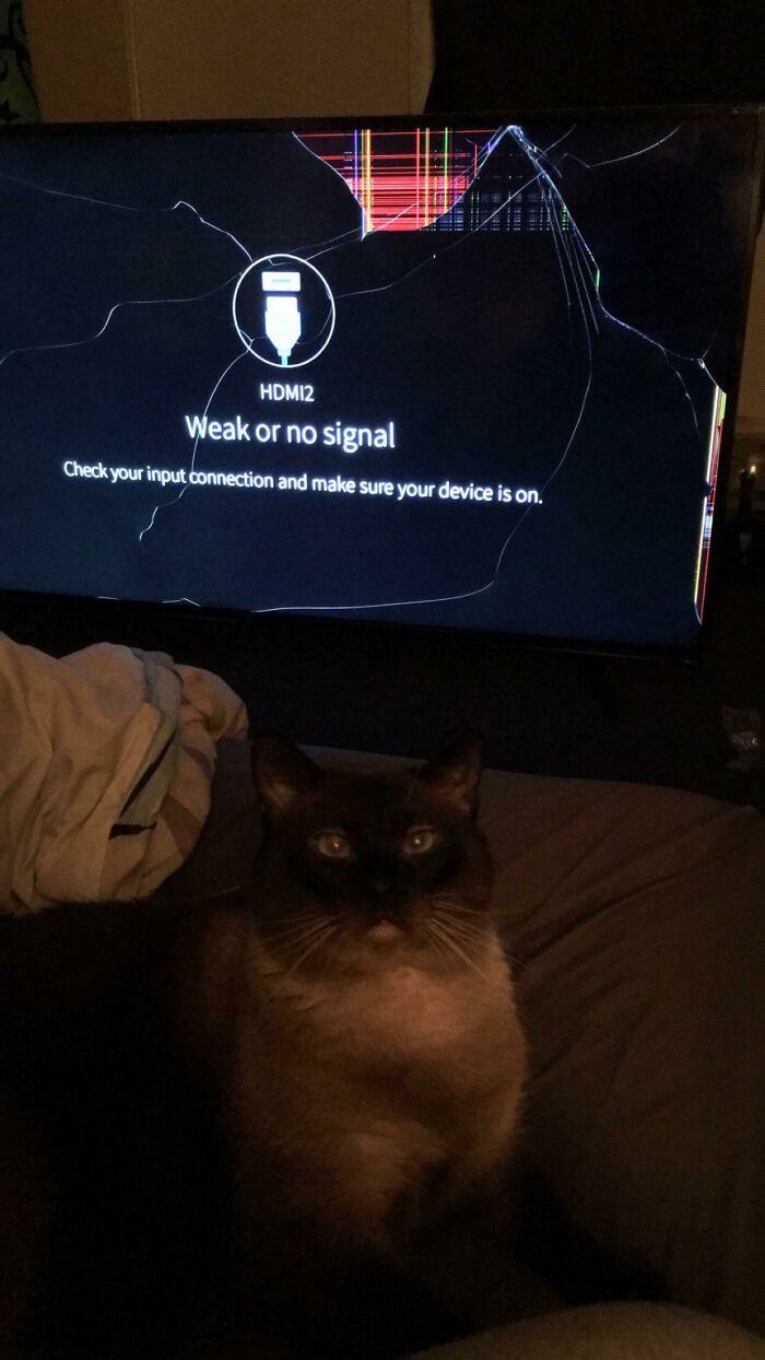 кот сидит рядом с разбитым телевизором
