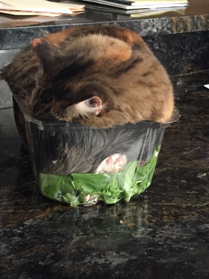 кошка спит в салате