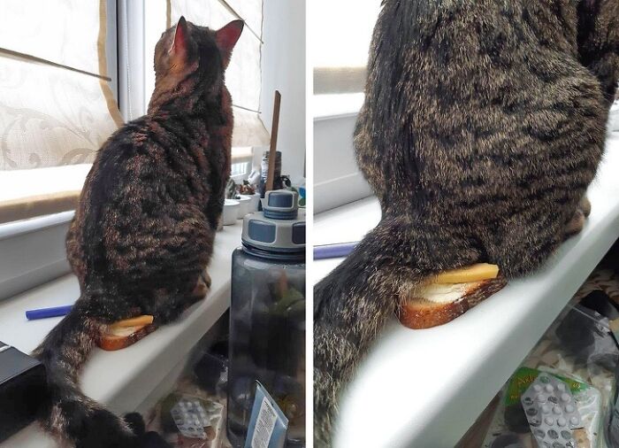 полосатый кот сидит на бутерброде