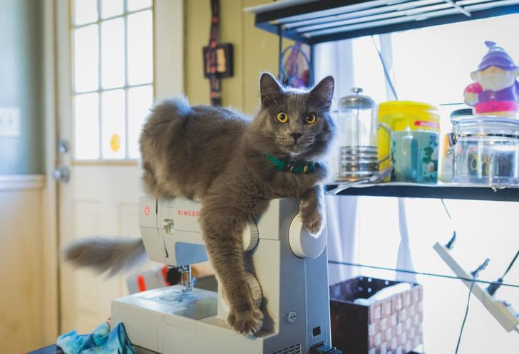 серый кот сидит на швейной машинке