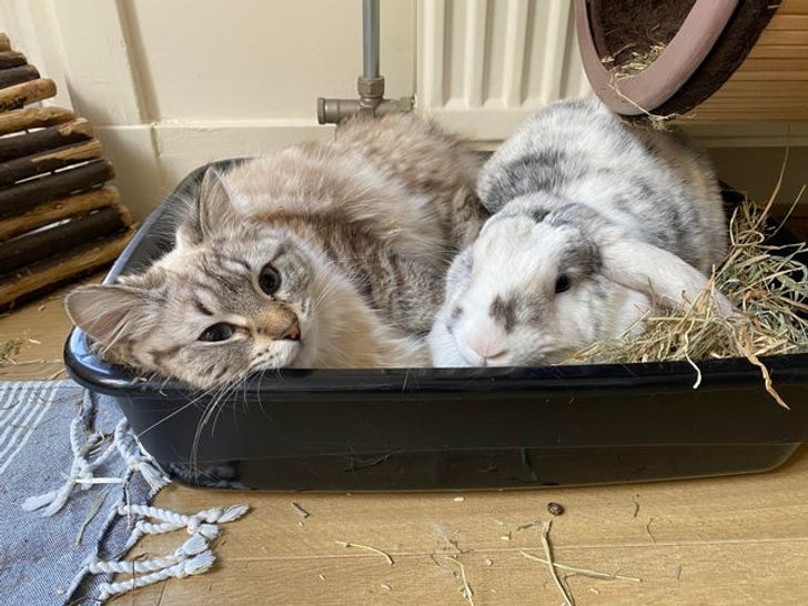 кошка и кролик в одном лотке
