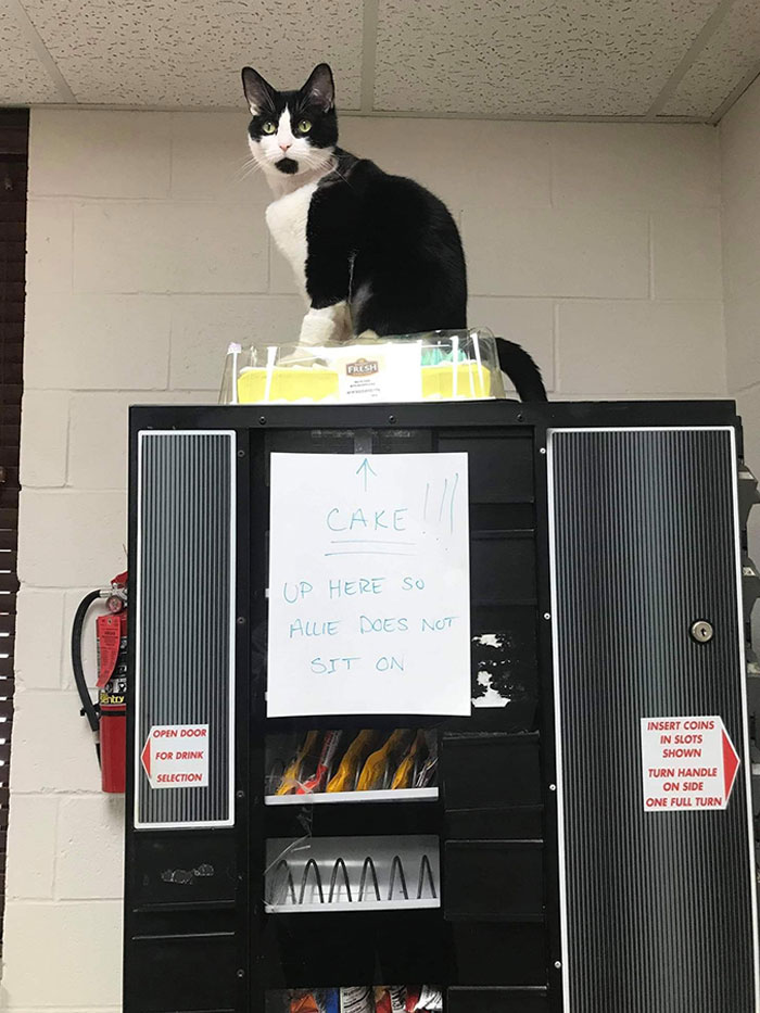 черно-белый кот сидит на торте