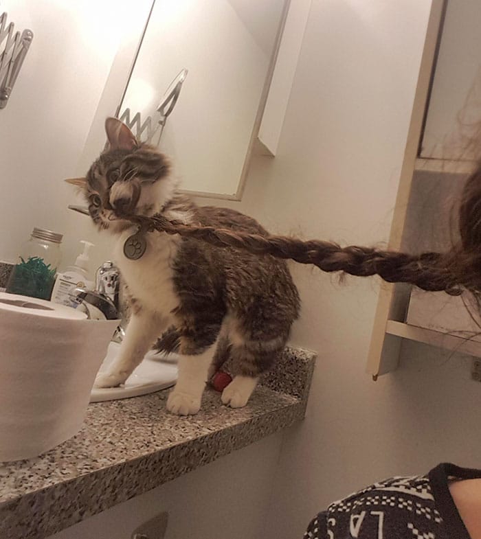 кошка тянет девочку за косу