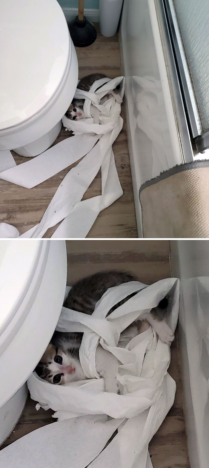кот растрепал туалетную бумагу