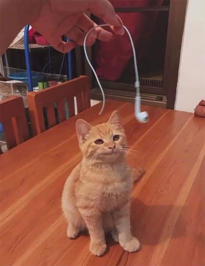 рыжий кот смотрит на наушники