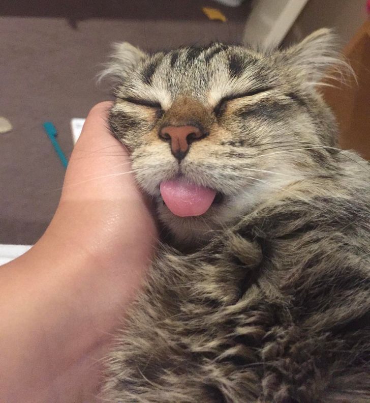 полосатый кот спит на руке у хозяина