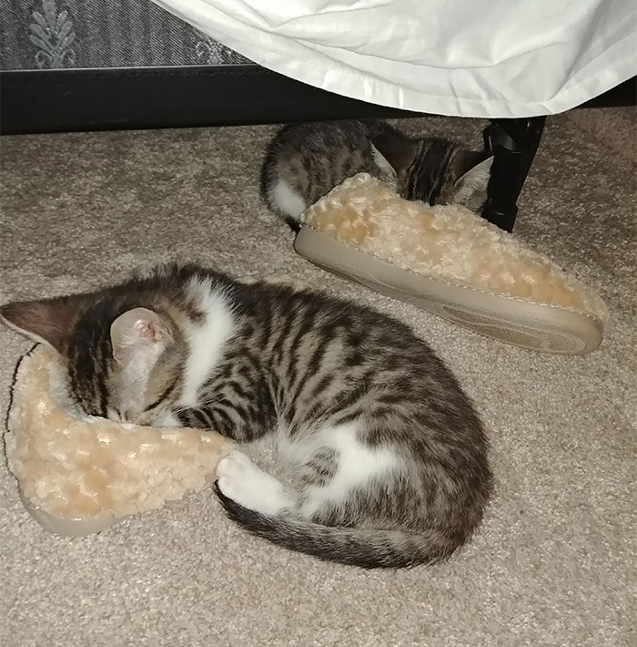 полосатые котята спят мордой в тапочках