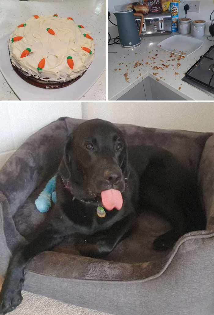 собака и морковный торт