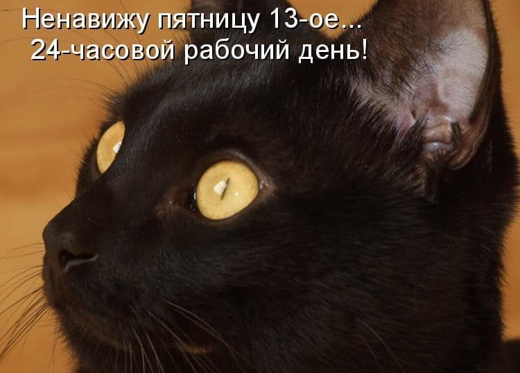 черный кот с рыжими глазами