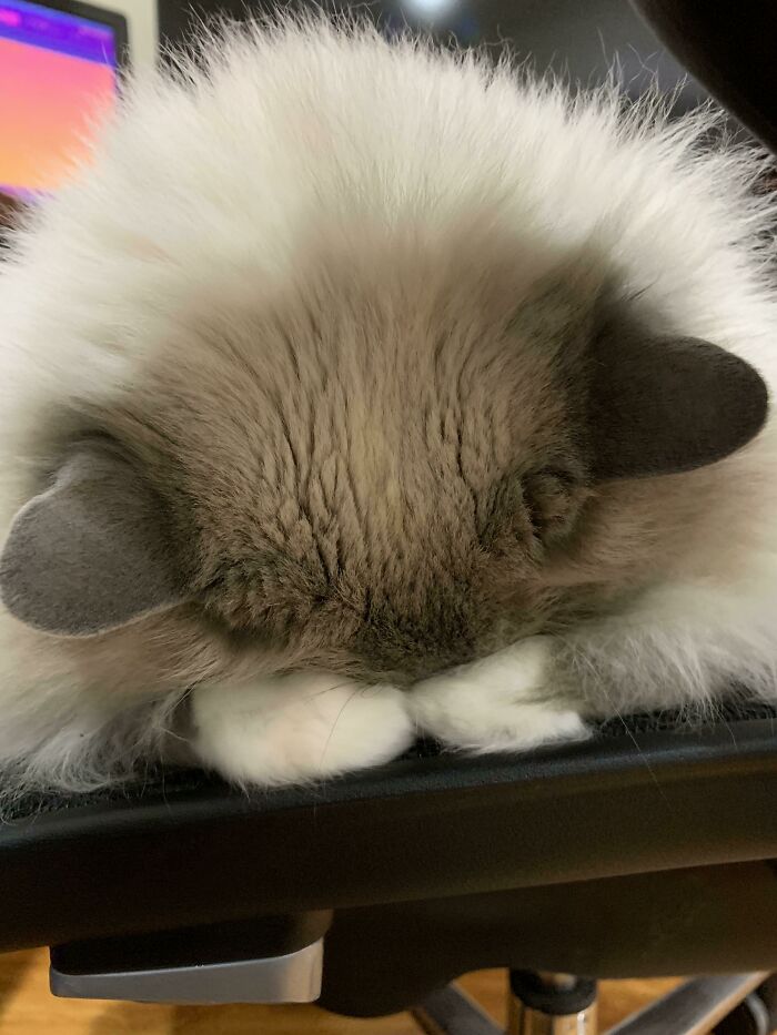 пушистая кошка спит