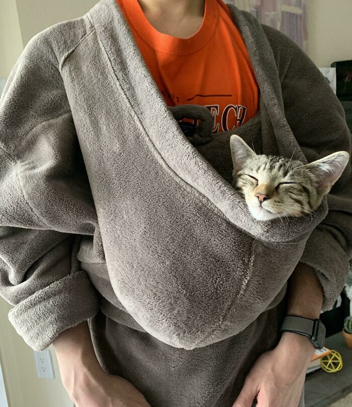 кот спит в капюшоне серого халата