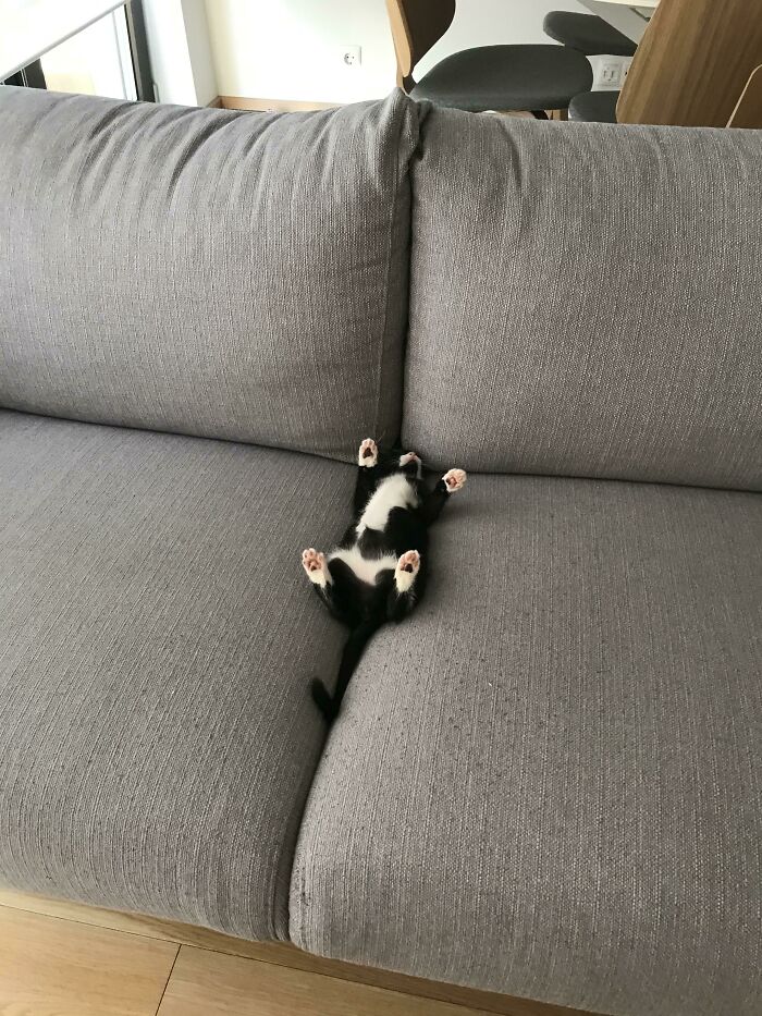 черно-белый котенок спит на спине на диване