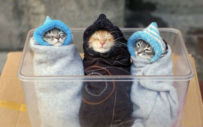 три котенка в шапочках и покрывалках спят