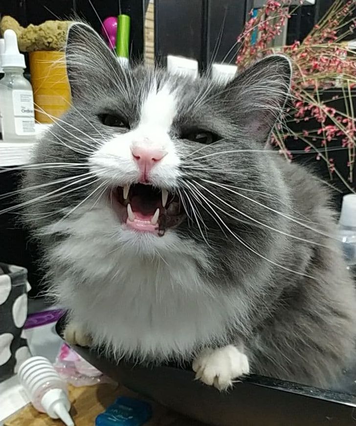пушистый серый кот орет