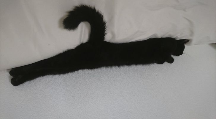 черная кошка вытянулась на постели