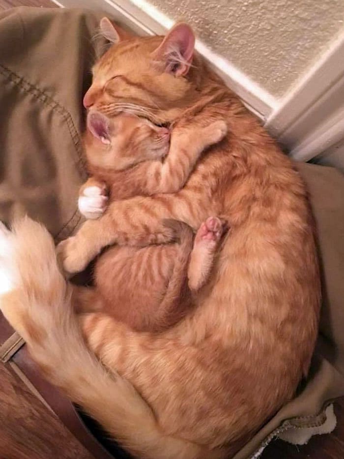 рыжая кошка спит в обнимку с рыжим котенком