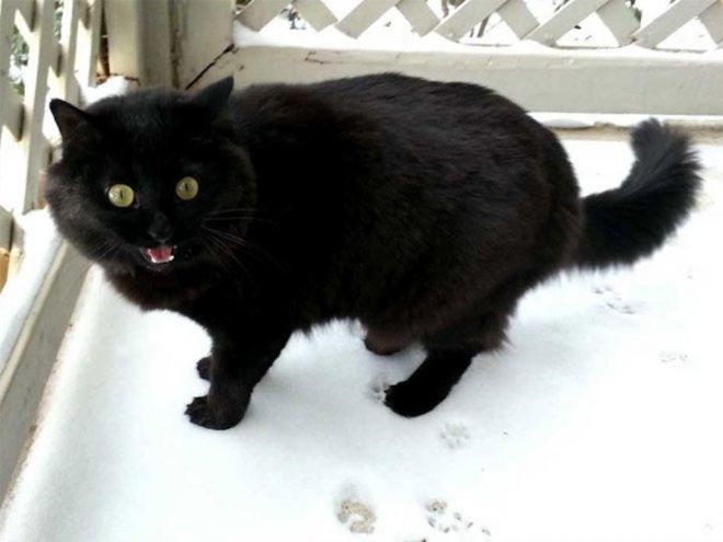 черный кот орет в снегу