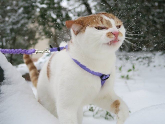 бело-рыжий кот идет по снегу