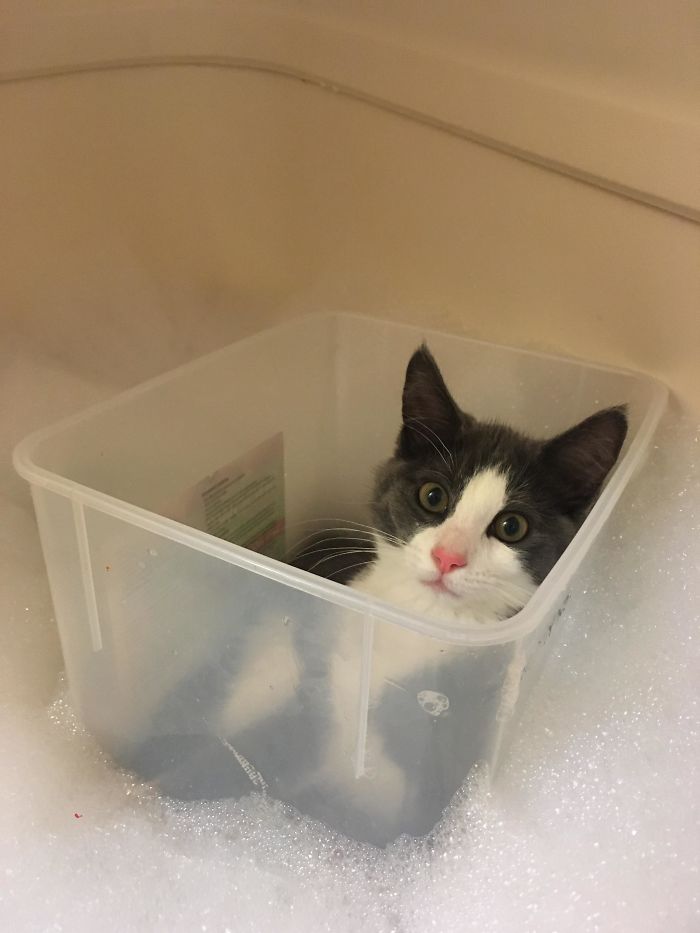 серо-белая кошка в пластиковом контейнере в ванне