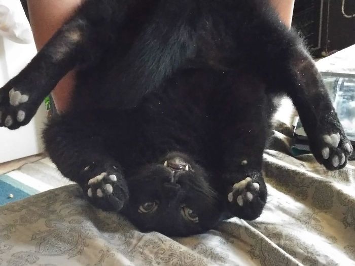 черная кошка вниз головой