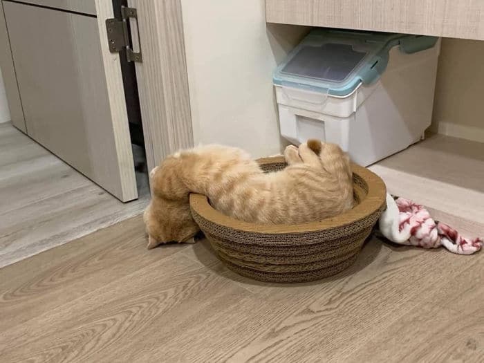 рыжий кот спит в корзине