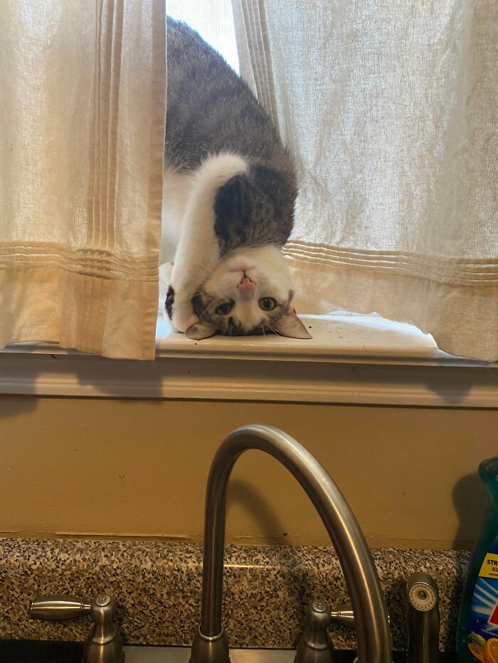 полосатая кошка за шторой