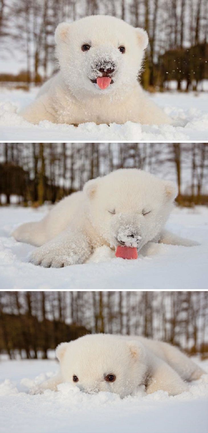 белый медвежонок ест снег