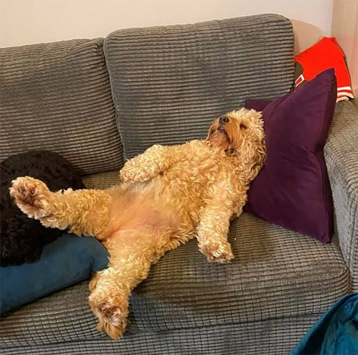 рыжий пес спит на спине на диване