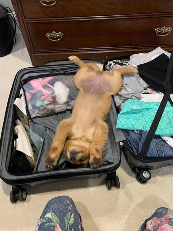 рыжая собака спит в чемодане