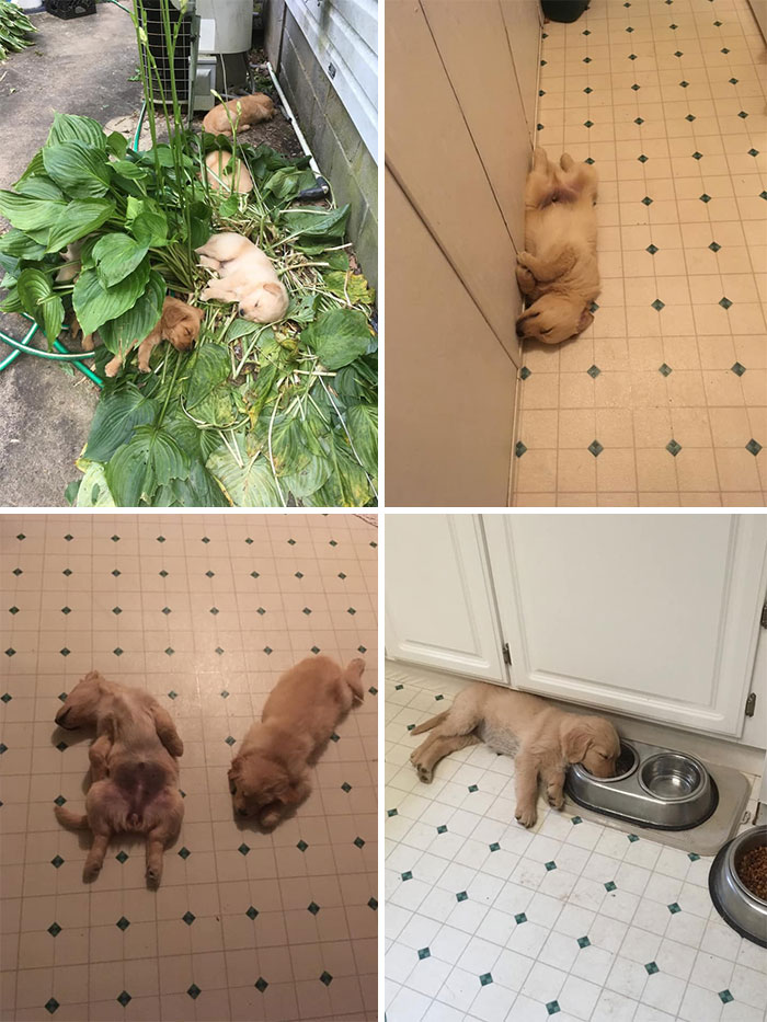 15 милых фото собак, спящих в странных позах  Приколы,Фото,позы,приколы,собаки,сон