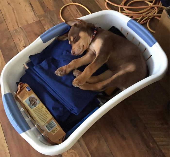 щенок спит в корзине с бельем