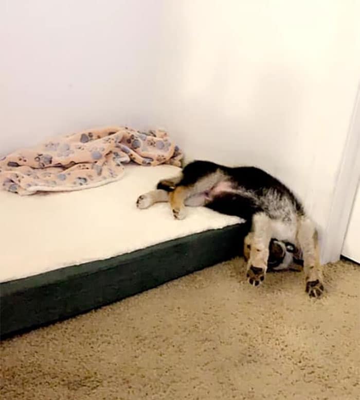 15 милых фото собак, спящих в странных позах  Приколы,Фото,позы,приколы,собаки,сон