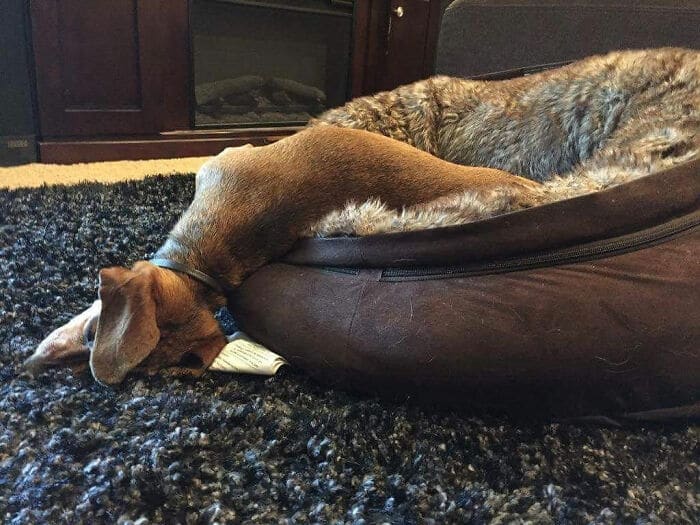 собаки спит головой на ковре