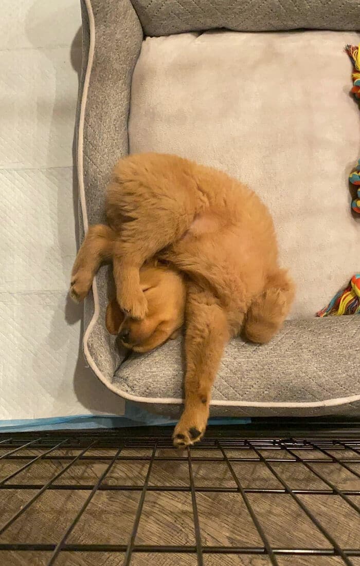 15 милых фото собак, спящих в странных позах 