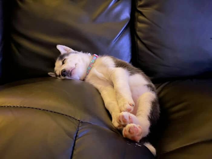 щенок спит на диване