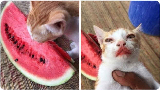 рыжий кот ест арбуз