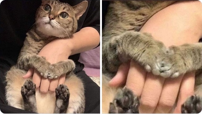 полосатый кот обнимает руку девушки