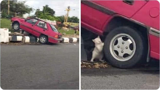 белый кот под красной машиной