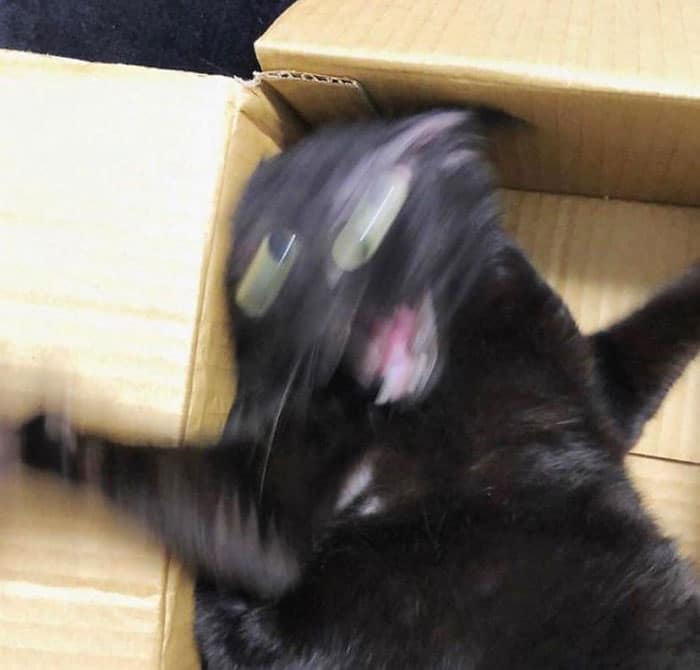 черный кот в коробке