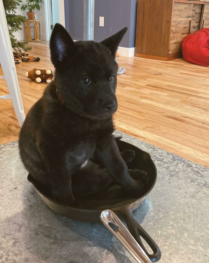 черный щенок сидит в сковороде