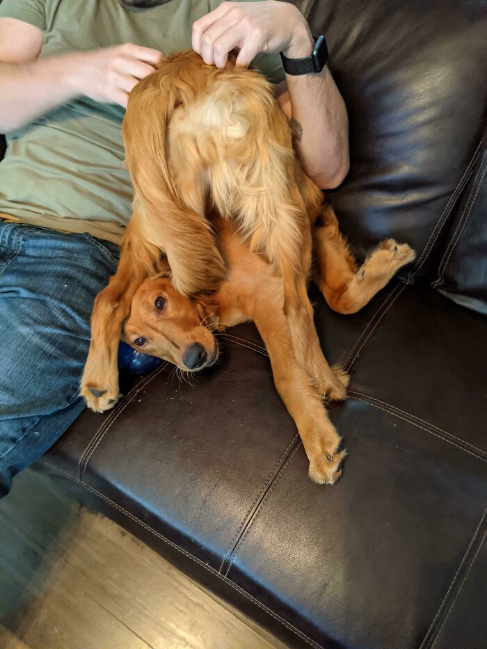 рыжая собака на диване с хозяином