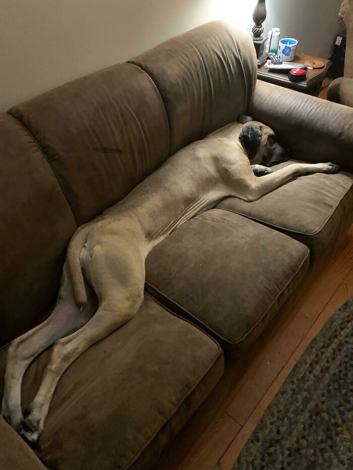 собака спит на диване, вытянув задние лапы