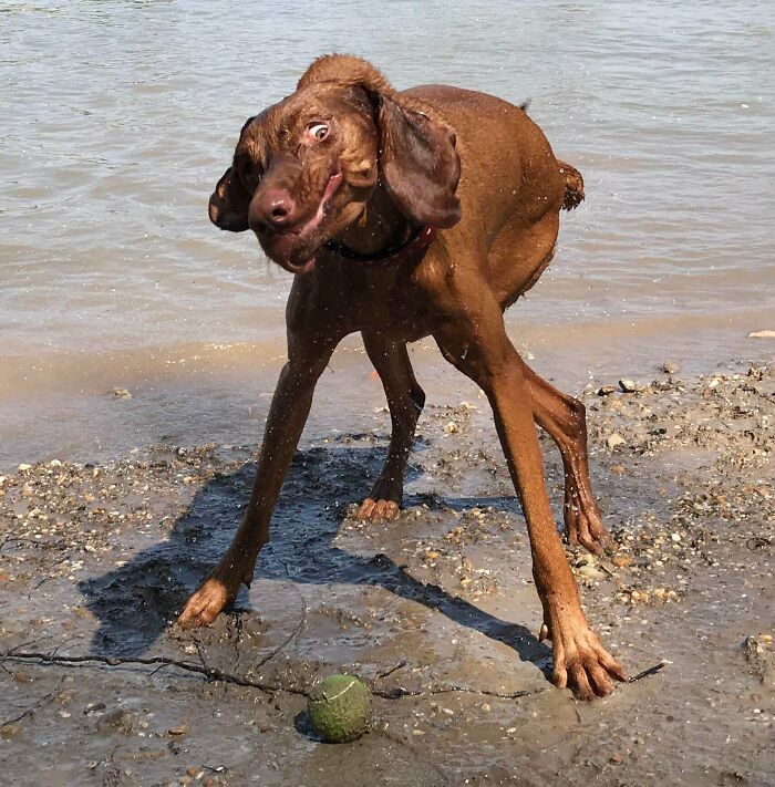 пес на берегу с мячом