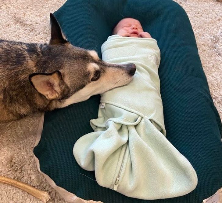 собака лежит головой на новорожденном