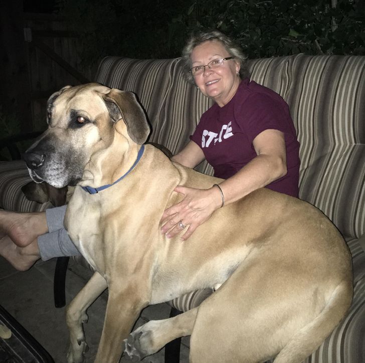 женщина в очках и собака на диване