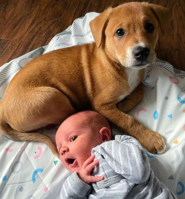 рыжий щенок и младенец