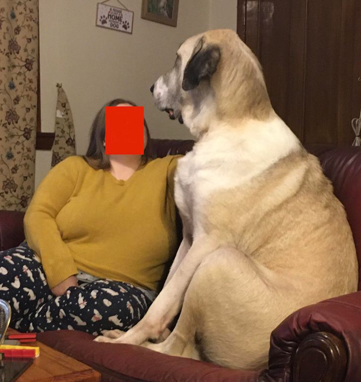 полная женщина и большая собака на диване